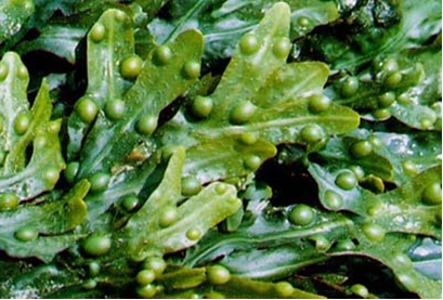 Fucus  vesiculosus